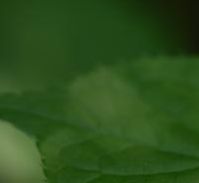 Test image