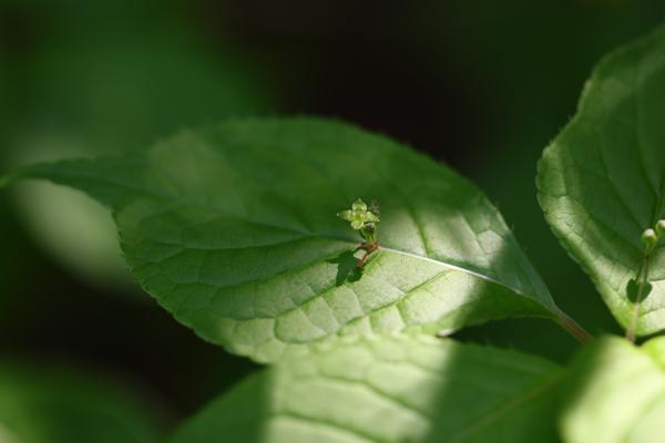 Test image